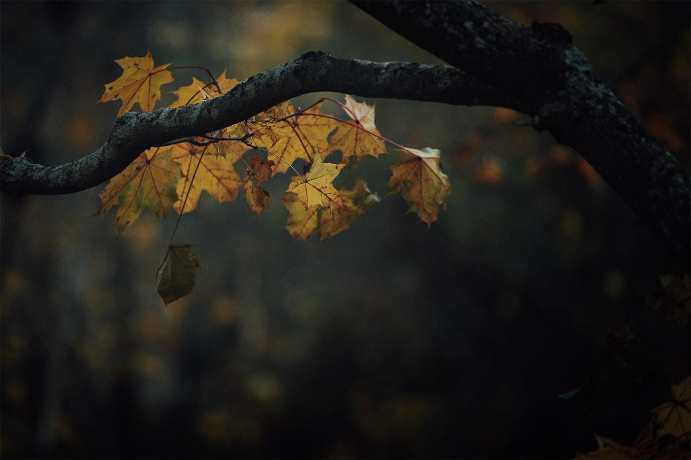 A branch of a tree in the forest with some seasonal yellow fall leaves on it.